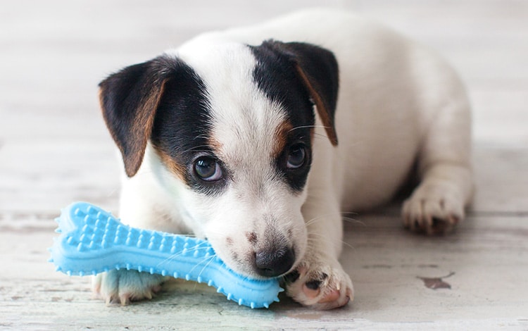 Jouet os en caoutchouc qui couine pour chien
