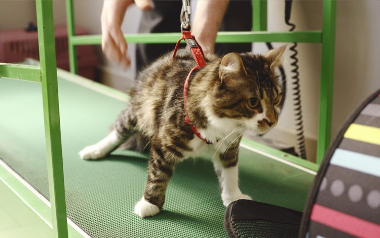 Kinésithérapie sur tapie roulant chez un chat