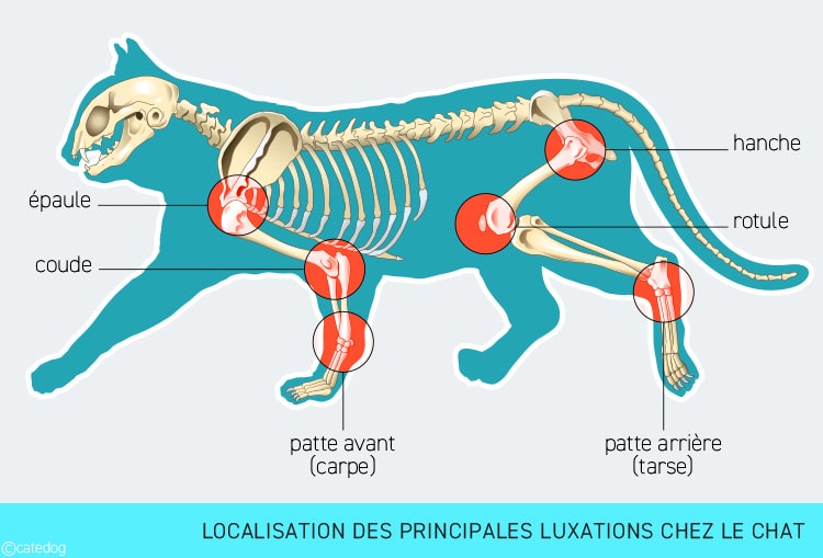 Localisation des principales luxations chez le chat