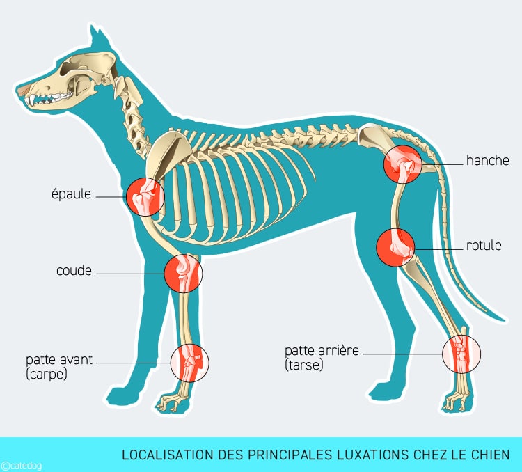 Localisation des principales luxations chez le chien