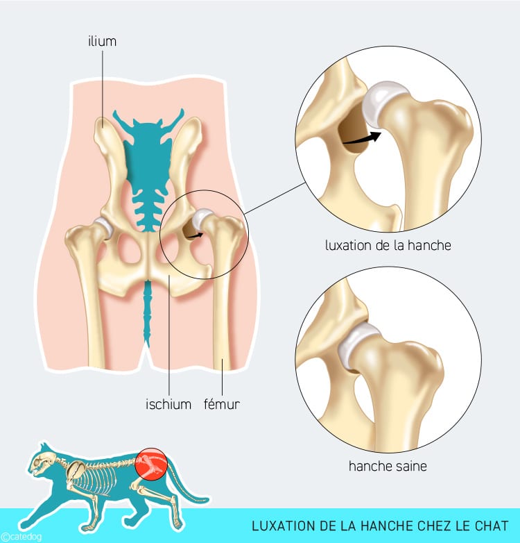 Luxation de la hanche chez le chat