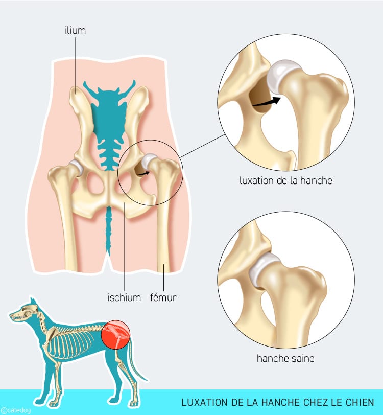 Luxation de la hanche chez le chien