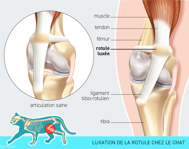 Luxation de la rotule chez le chat