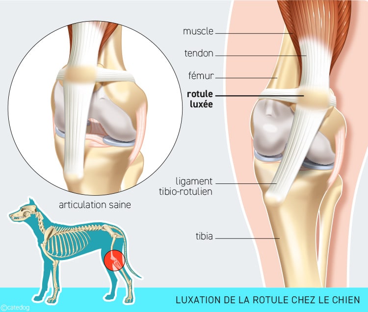Luxation de la rotule chez le chien