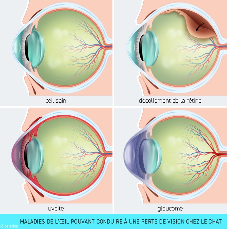 Maladie de l'œil chez le chat aveugle