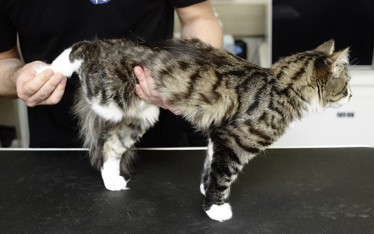 Massothérapie chez le chat par massages et étirements