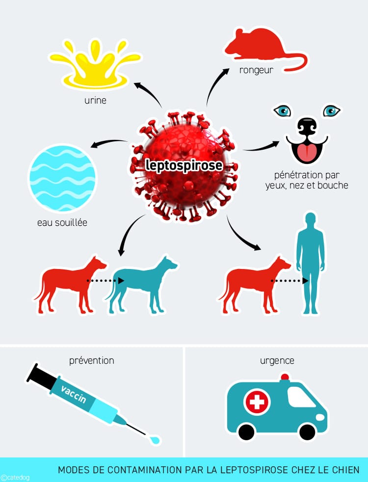Modes de contamination par la leptospirose chez le chien