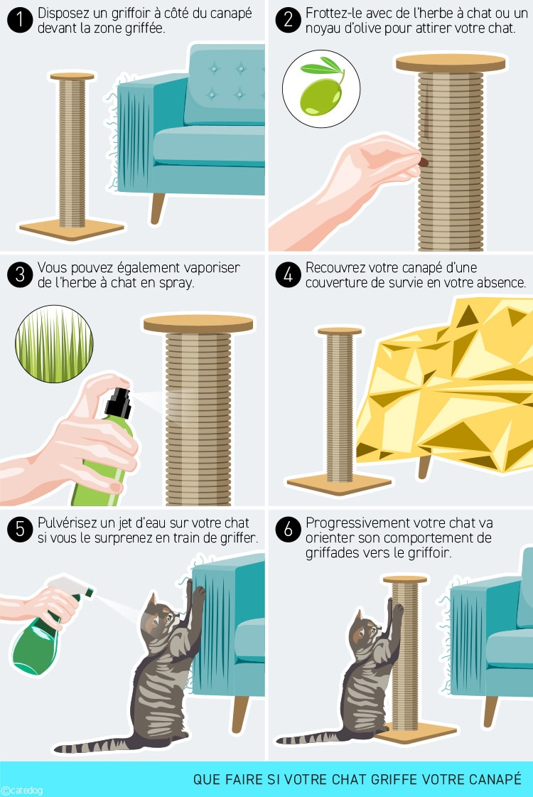 Que faire si mon chat griffe son canapé