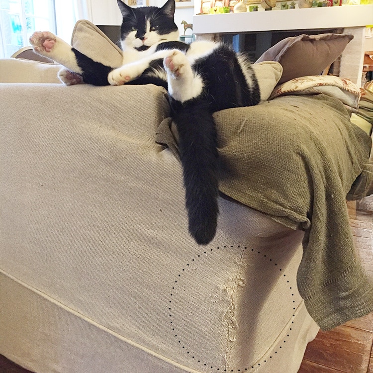 Mon chat griffe mon canapé