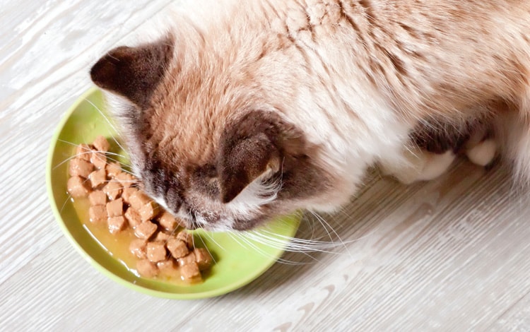 Mon chat ne mange que la sauce de sa pâtée et laisse les morceaux : que faire ?