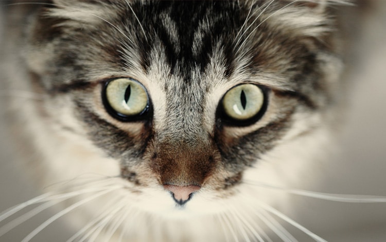 Mon chat miaule sans raison apparente : que veut-il exprimer ?