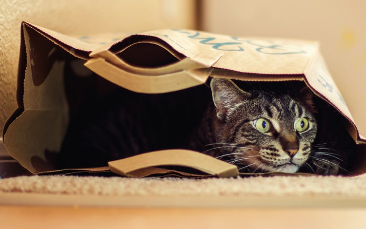 Mon chat rentre dans les sacs de courses ou valises