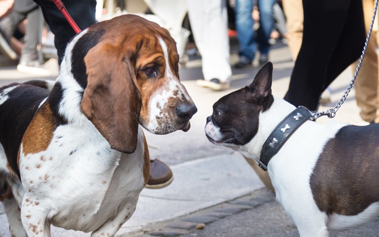 Mon chien aboie après certains chiens et pas d'autres