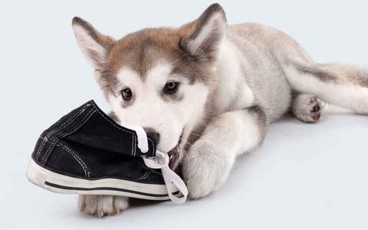 Mon chien détruit mes chaussures, que faire ?