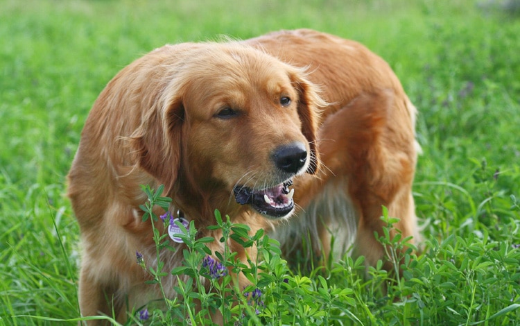 Mon chien mange ses crottes ou coprophagie chez le chien