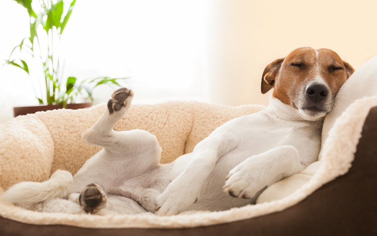 Mon chien gémit ou pleure en dormant