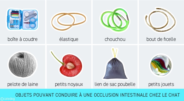 Objets responsables d'occlusion intestinale chez le chat