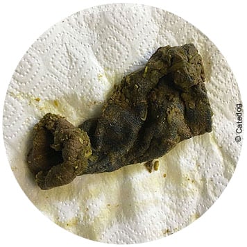 Occlusion intestinale chez le chien à cause d'une chaussette avalée