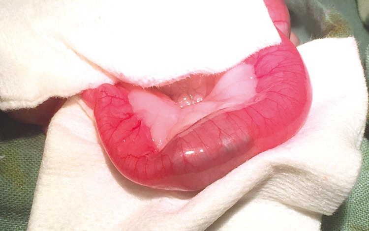 Traitement par chirurgie d'une occlusion intestinale chez le chat