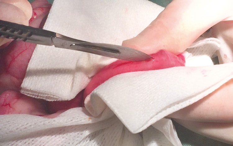 Traitement par chirurgie d'une occlusion intestinale chez le chat