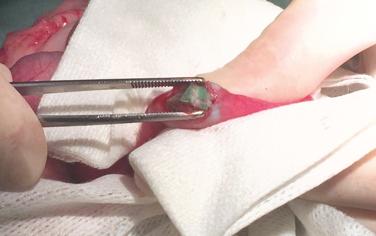 Traitement par chirurgie d'une occlusion intestinale chez le chat