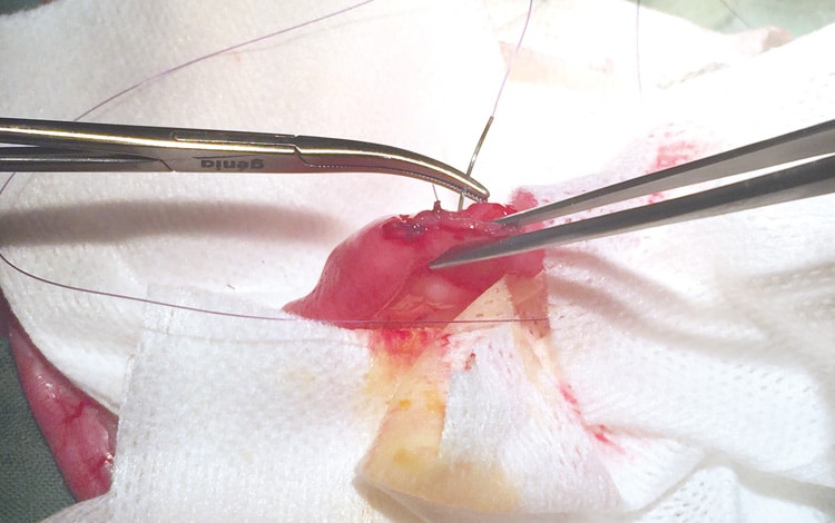 Traitement par chirurgie d'une occlusion intestinale chez le chat