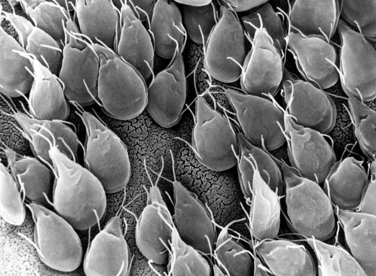 Trophozoïtes fixés sur la muqueuse digestive dans l’intestin grêle d’un chat et d'un chien atteint de la giardiose