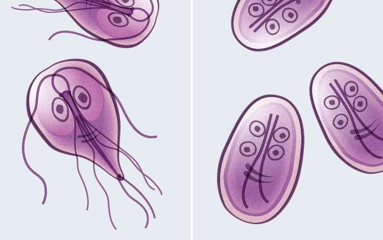 Giardiose chez le chien et le chat