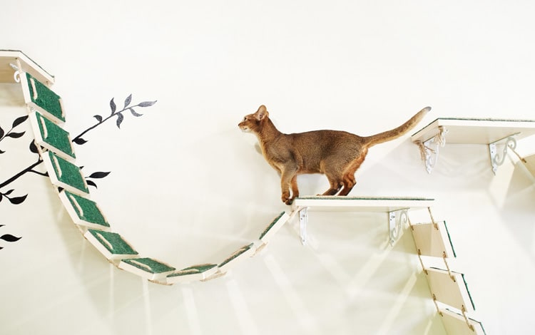 Chat sur un parcours suspendu dans un appartement