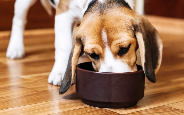 Peut-on donner des restes de table à son chien