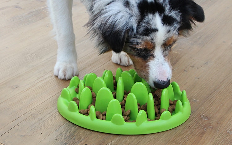 Gamelle anti-glouton pour chien qui mange trop vite