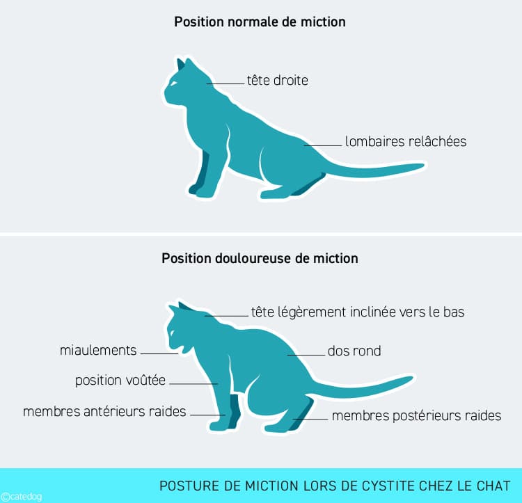 Posture du chat en urinant lors de cystite