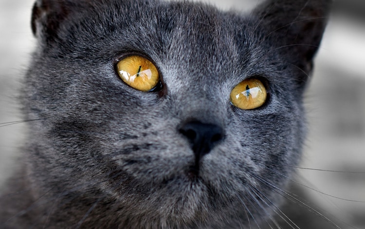Pourquoi mon chat fixe le mur ou le plafond pendant de longues minutes