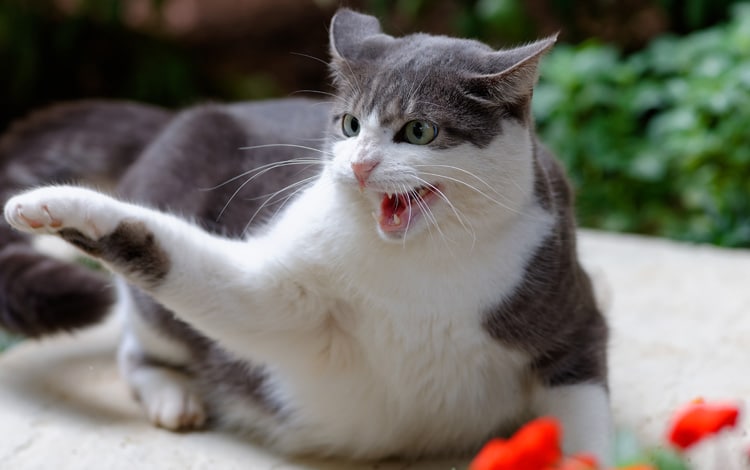 Pourquoi mon chat me saute dessus sans raison