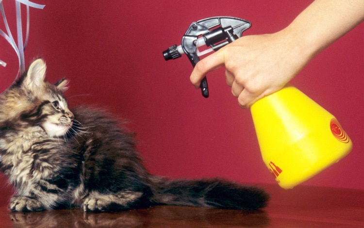 Pulvériser de l'eau sur le chat qui fait ses griffes