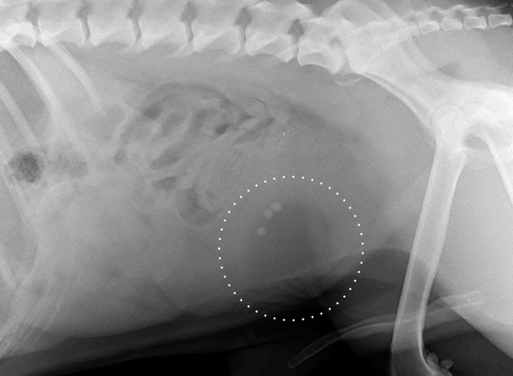 Radiographie de calculs urinaires dans la vessie d'un chien