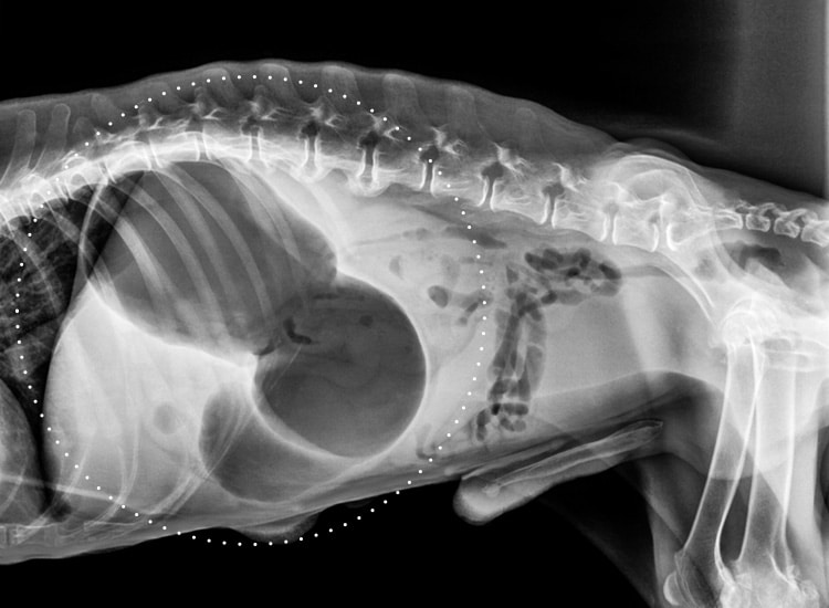 Radiographie d'une dilatation et torsion de l'estomac chez le chien