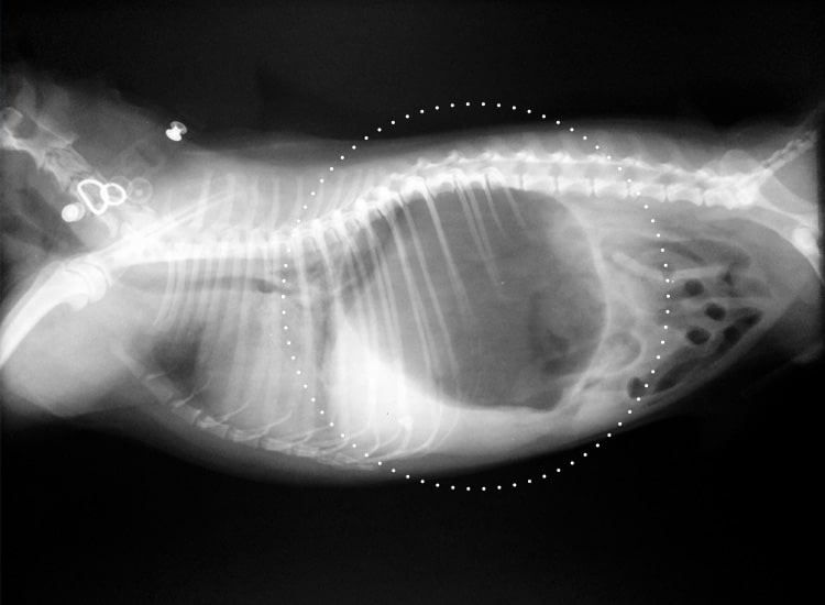 Radiographie d'une dilatation et torsion de l'estomac chez le chien