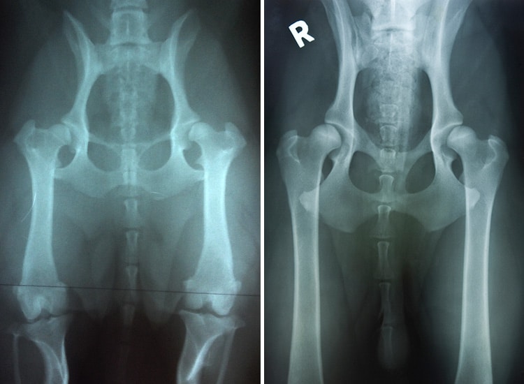 Radiographie d'une dysplasie de la hanche chez le chien