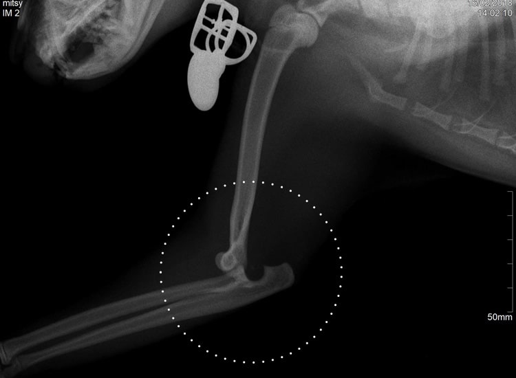Radiographie d'une luxation du coude chez le chat