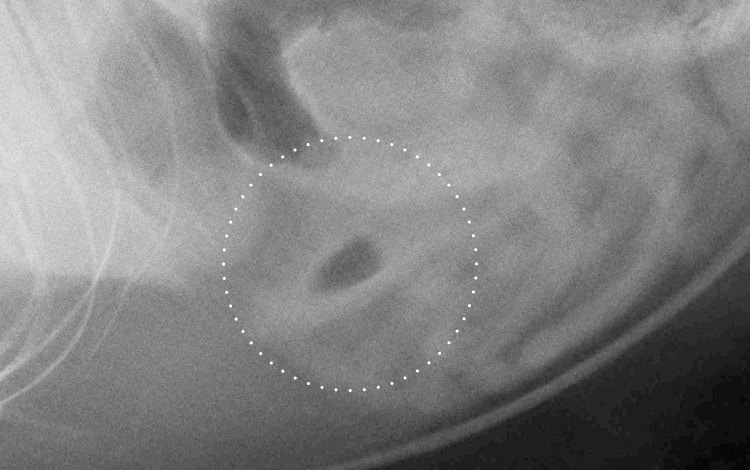 Radiographie d'une occlusion intestinale chez le chat
