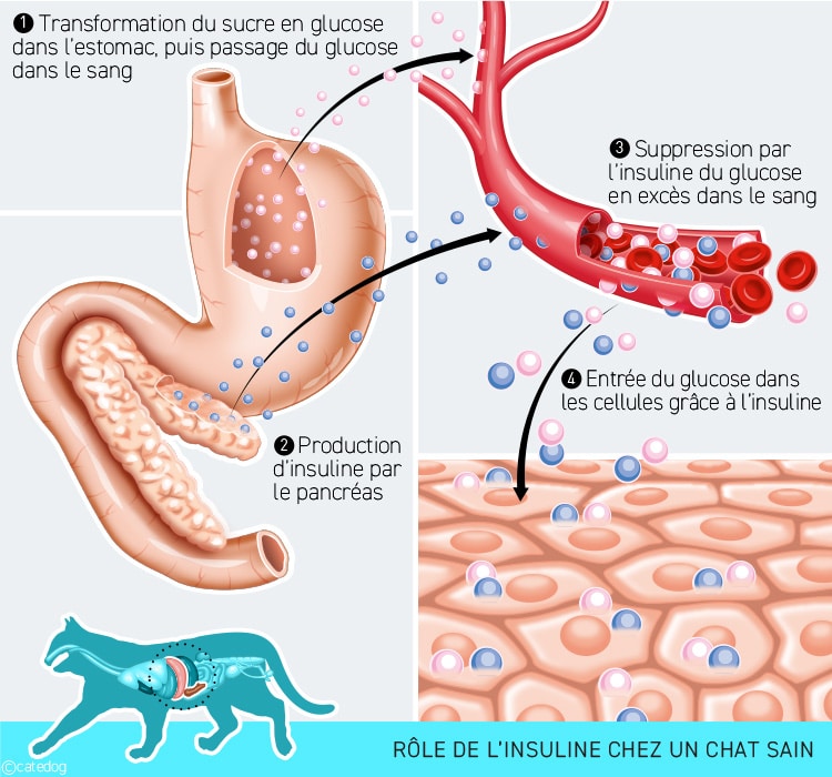 Rôle et fonction de l'insuline produite par le pancréas du chat