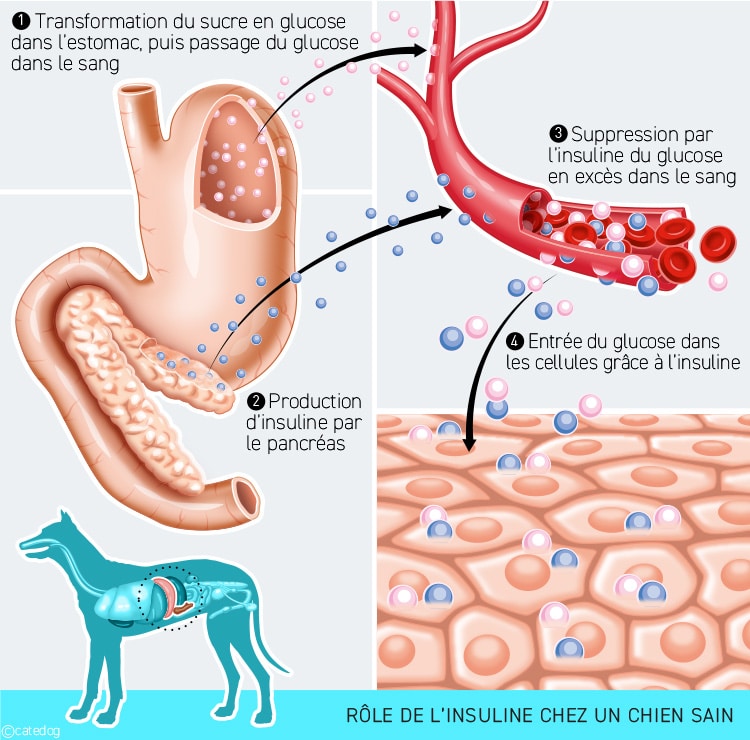 Rôle et fonction de l'insuline produite par le pancréas du chien