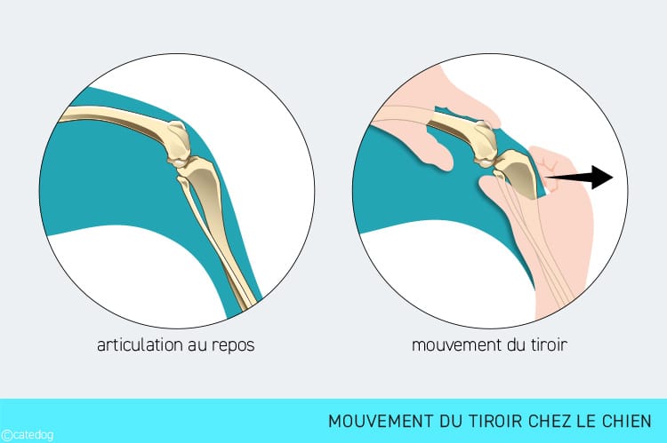 Mouvement du tiroir lors de rupture du ligament croisé chez le chien
