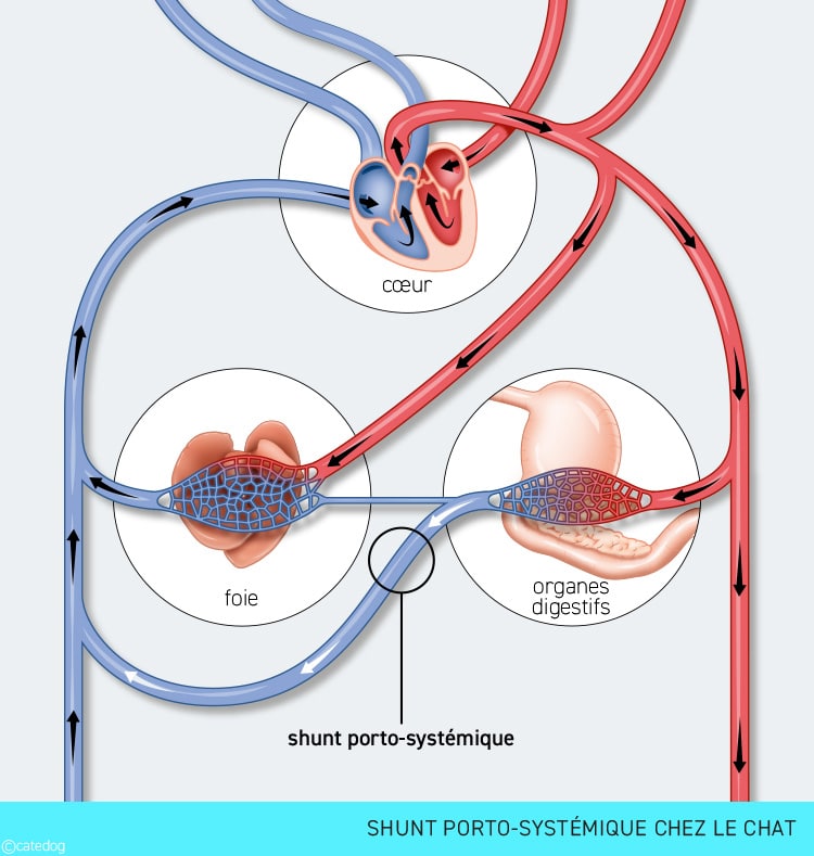 Circulation sanguine chez un chat atteint de shunt porto-systémique