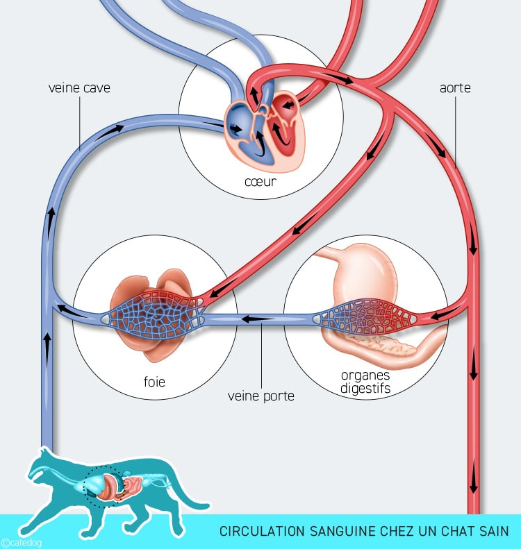 Circulation sanguine chez un chat sain non atteint de shunt porto-systémique