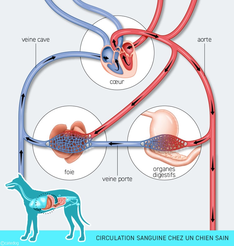 Circulation sanguine chez un chien sain non atteint de shunt porto-systémique