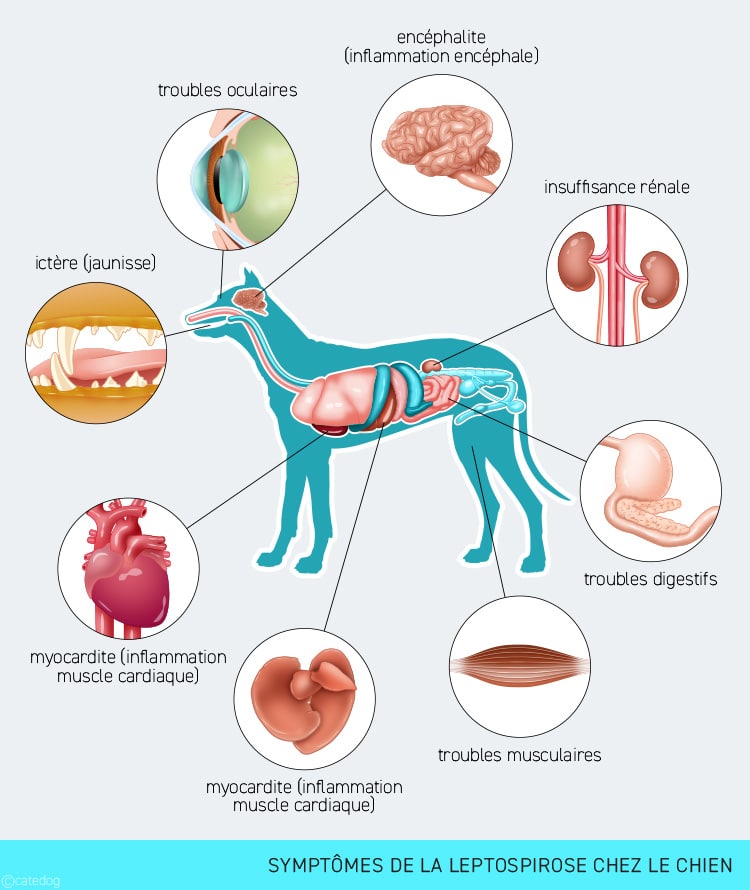 Symptômes de la leptospirose chez le chien
