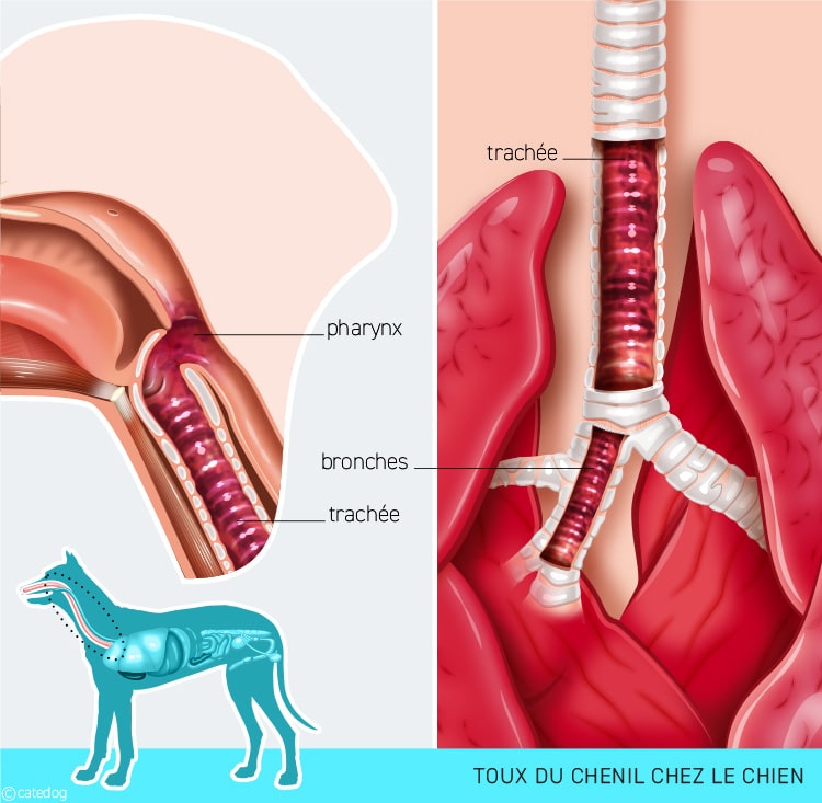 Toux du chenil chez le chien