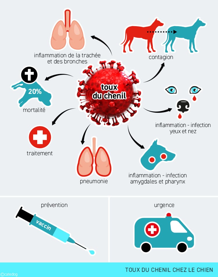 Toux du chenil chez le chien